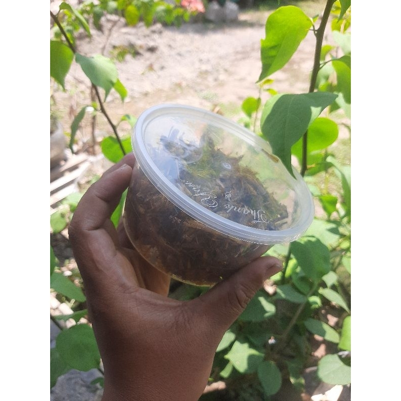 

belalang goreng murah 80gram