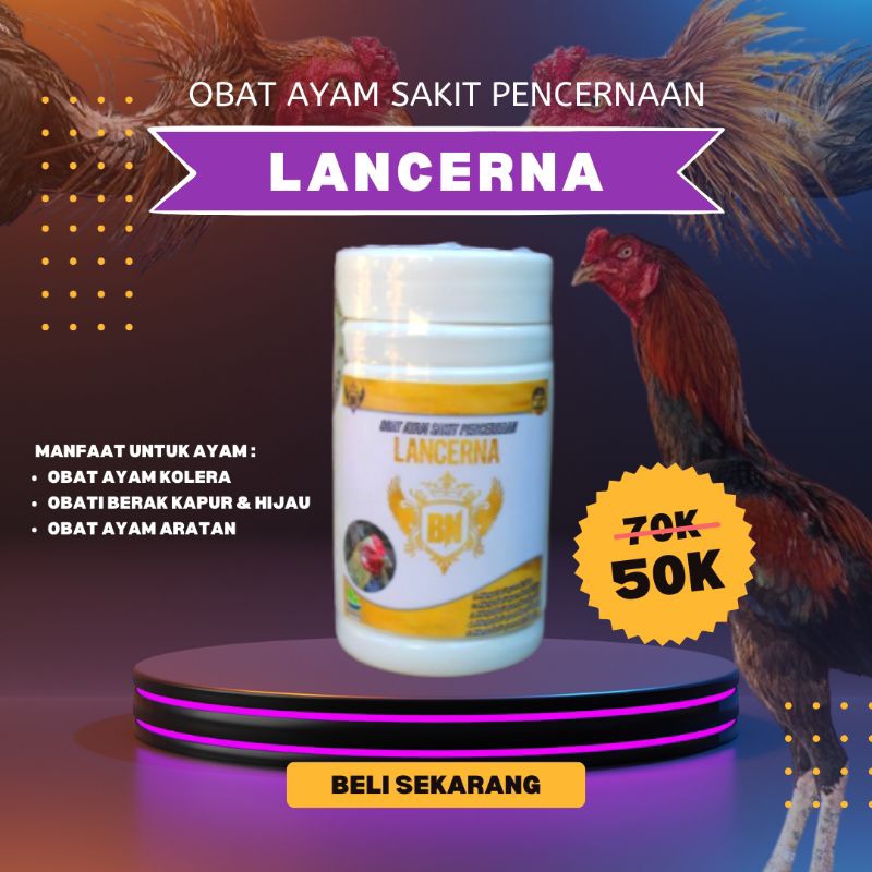 LANCERNA obat herbal ayam sakit kolera berak hijau berak kapur berak bening berak darah