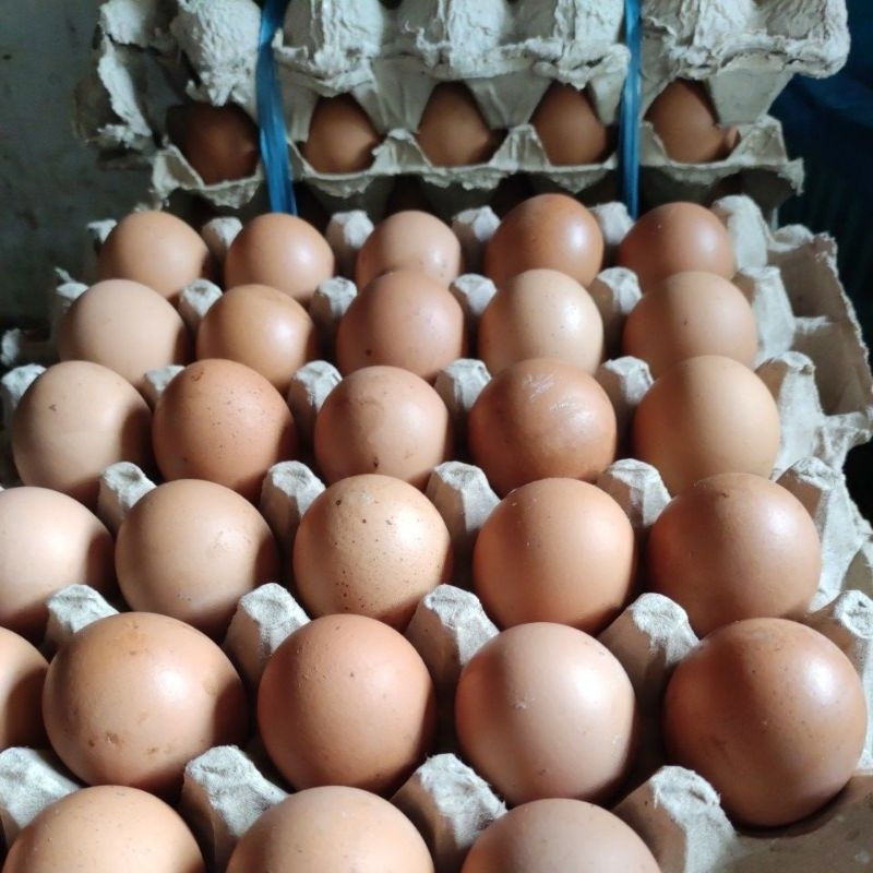 

Telur Ayam Ras Lokal