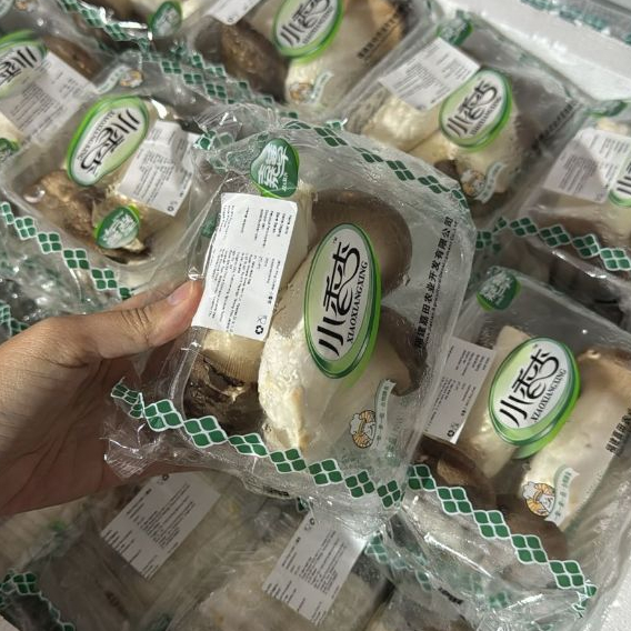 

King Mini Oyster (PACK)