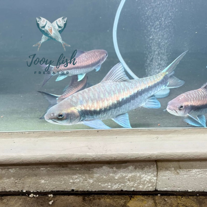 

(SEAFOOD) Short Body mahseer neo starcheyi thailand orginial / grade A+ hiasan aquarium