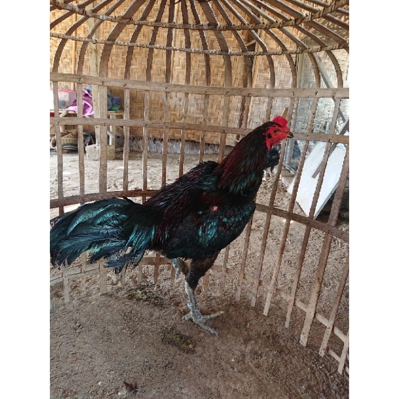 TELUR TETAS AYAM BLACK BULL JAWARA