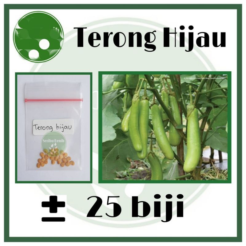 

Benih Terong Hijau