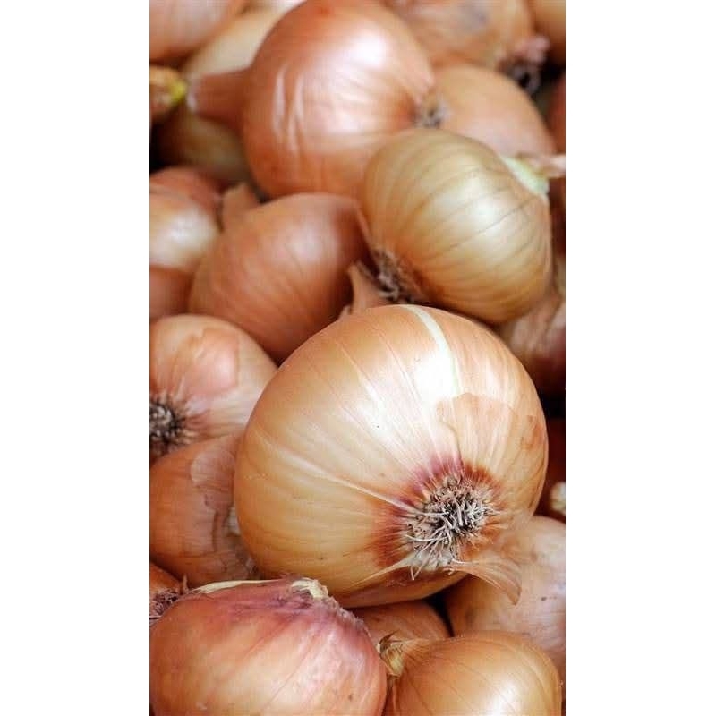 

bawang Bombay super laris 500gr