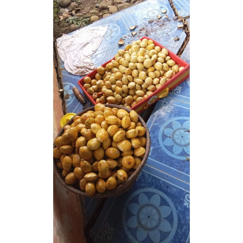 

Jengkol Tua