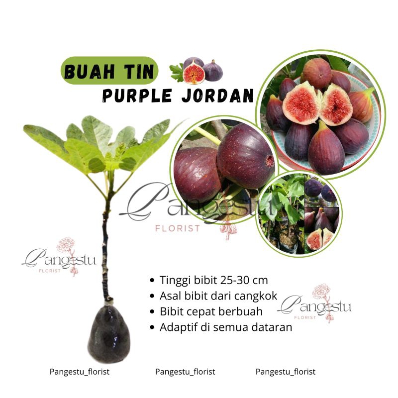 

Bibit Tanaman Purple Jordan