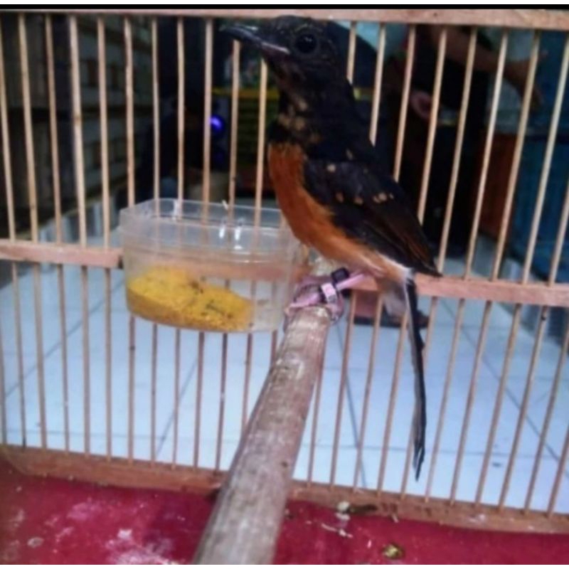 Murai batu trotol jantan pilihan