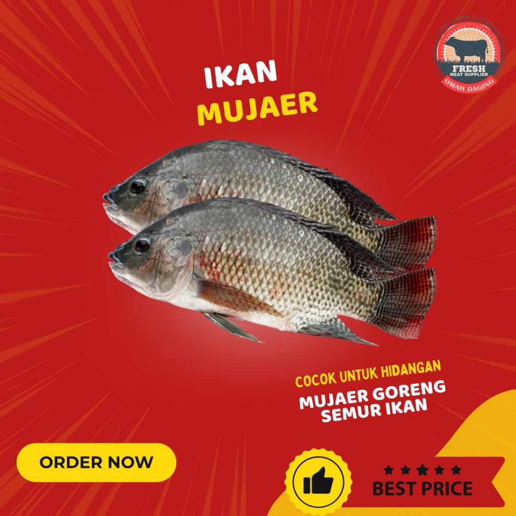 

Ikan Mujair Nila Ikan Mujaer