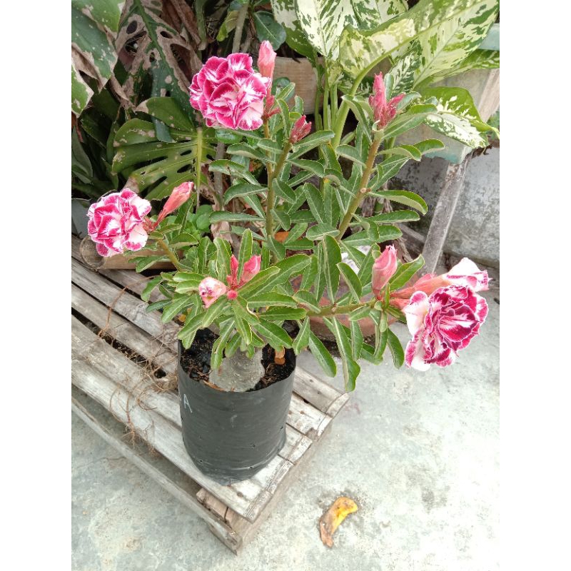 Tanaman Hias Daun Pink Merah