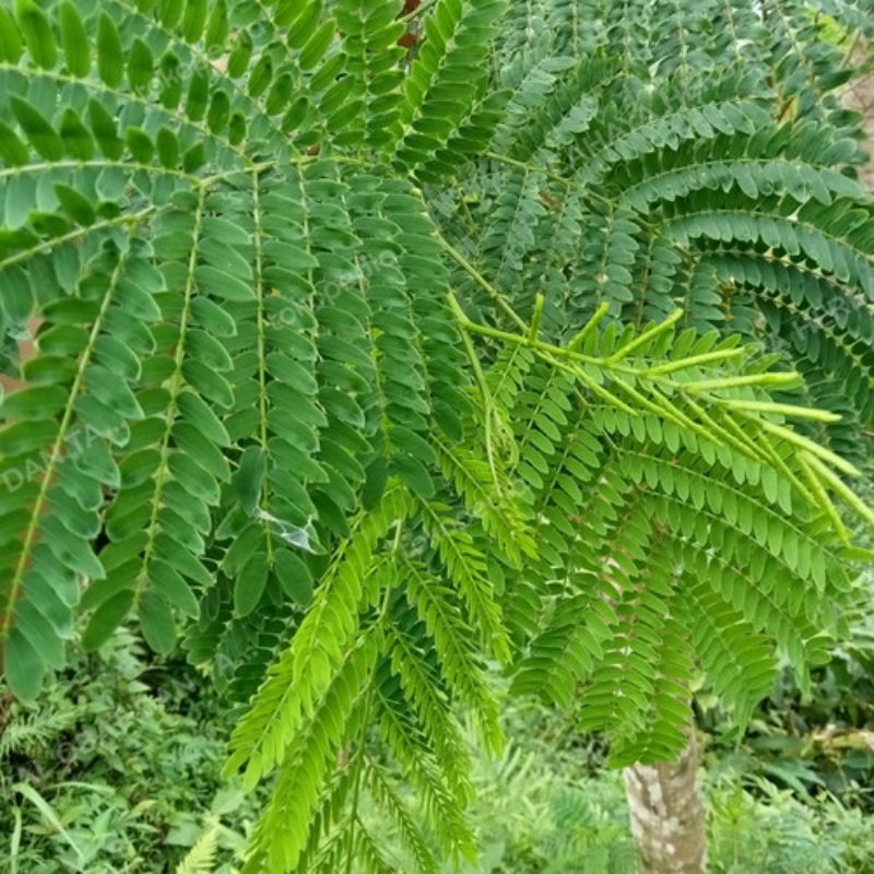 

Daun Pete Cina / daun petai cina / daun pete cina muda / daun muda pete cina 1 ikat