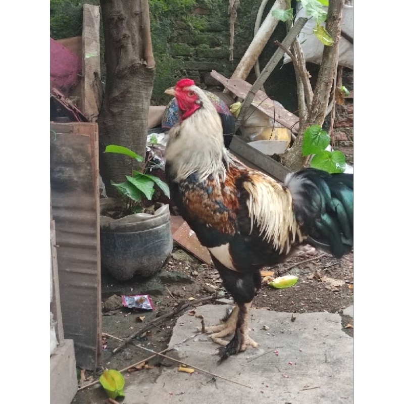 Ayam Brahma Jantan