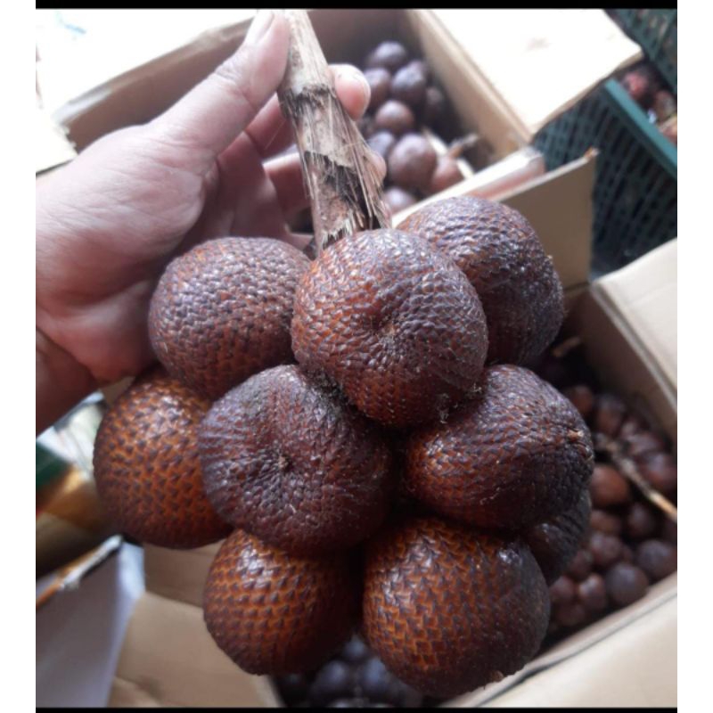 

salak gula pasir asli bali 1kg