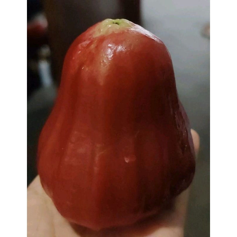 

JAMBU AIR MERAH ½ kg ( setengah kg)