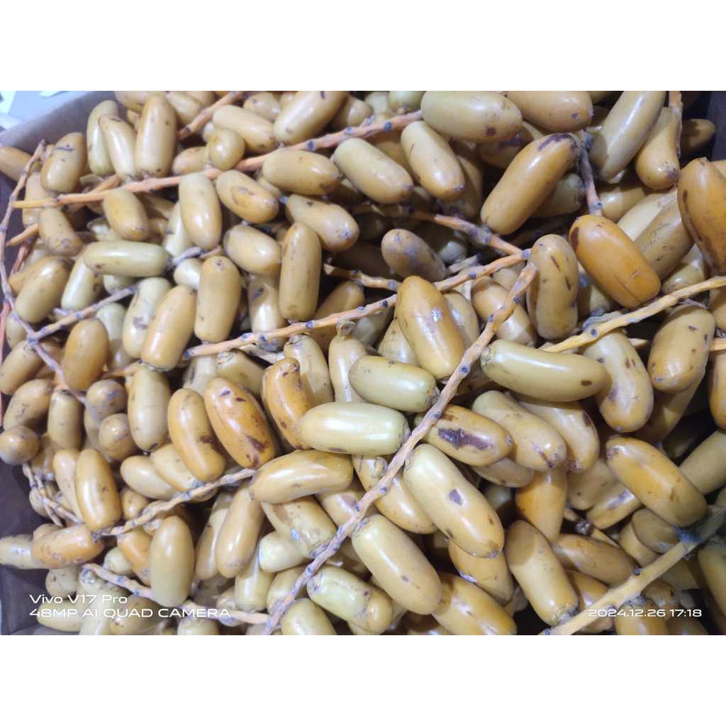 

Kurma Muda Promil Kuning Fresh 1 Kg (Jaminan 100% Asli)