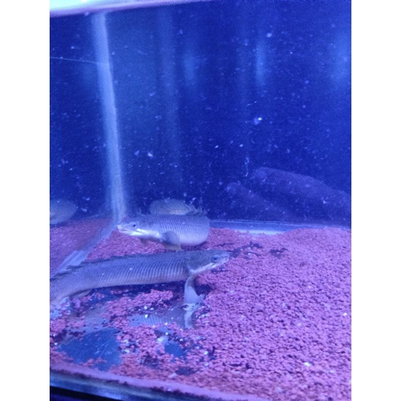 hiasan palmas senegalus 14cm