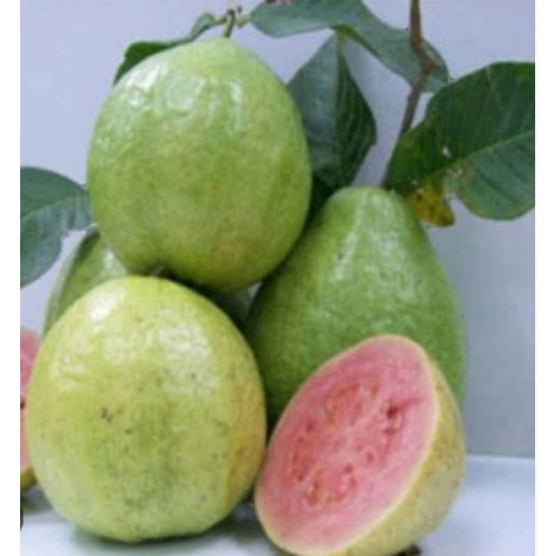 bibit jambu biji bangkok merah
