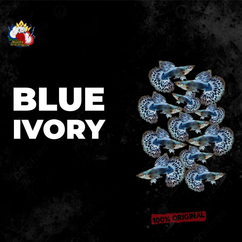 Blue Ivory guppy / hiasan aquarium