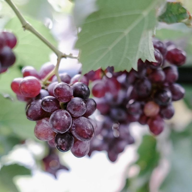 Bibit Anggur Jupiter Tanpa Biji