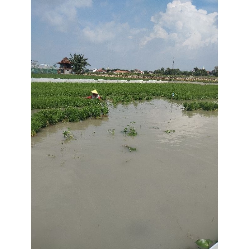 bibit padi siap tanam. jenis cirehang 150grm