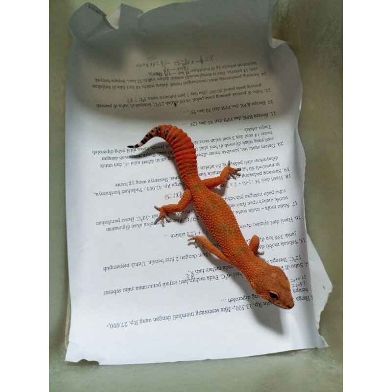 Hiasan Resin  Gecko Shtctb Male / Female Bojoneroko