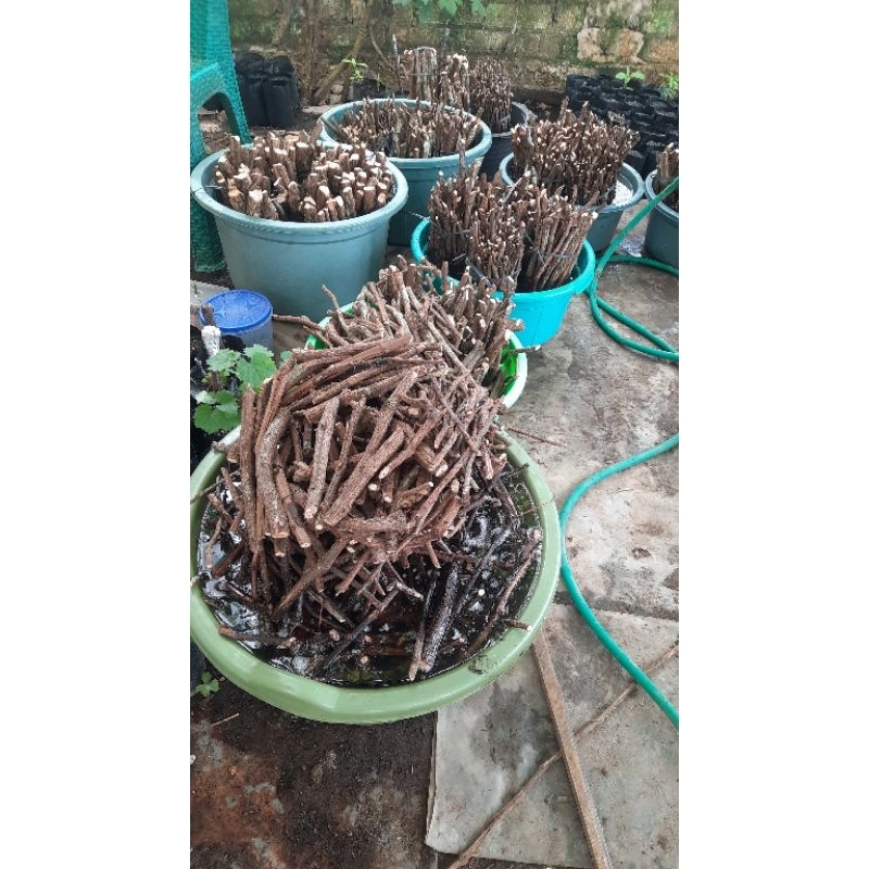 cutting Rootstock anggur import jenis RAMSEY, KOBER 5 BB