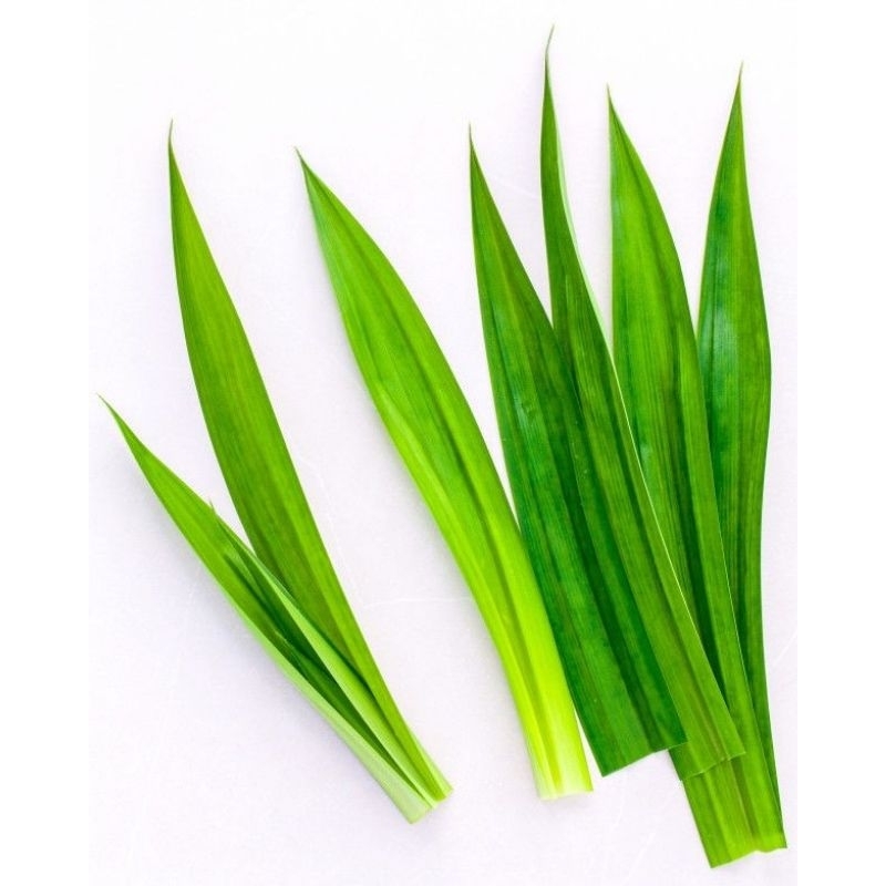 

Daun Pandan Segar. Satu Bungkus 5 Lembar Daun Pandan