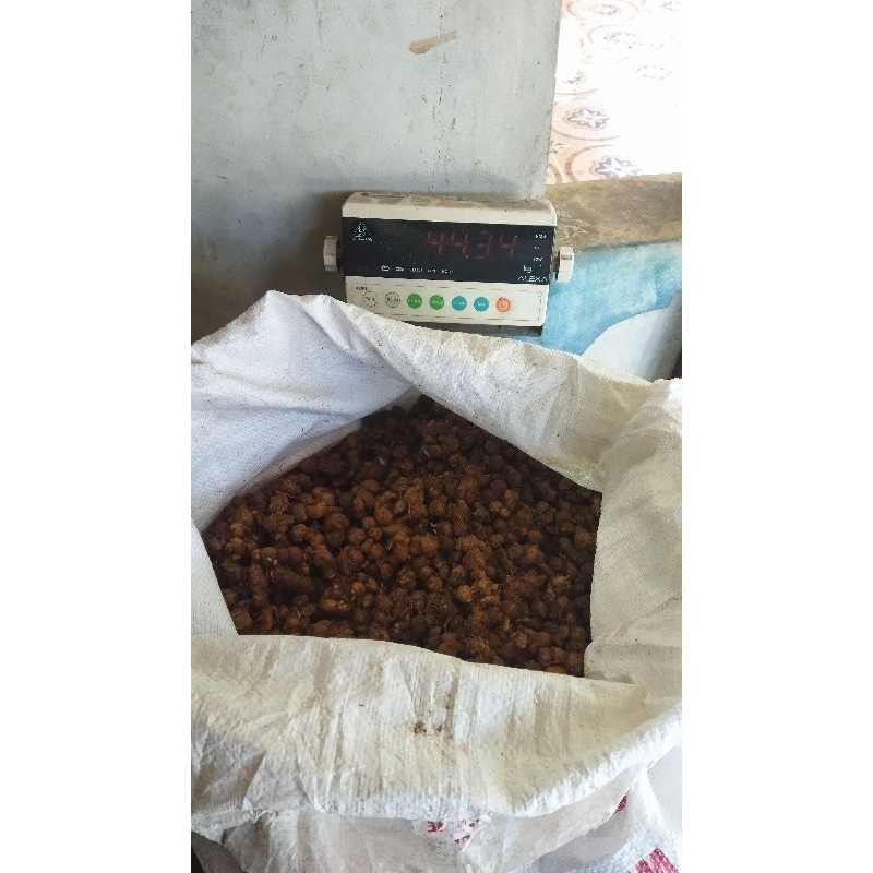 

50Kg Kencur Segar_Seblak