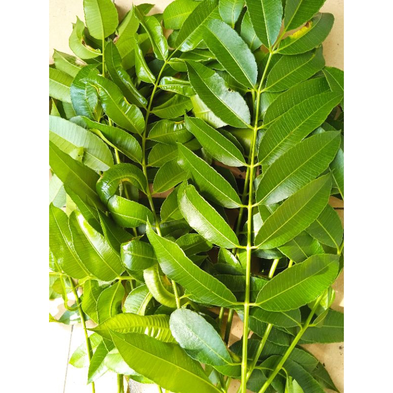 

DAUN KEDONDONG SEGAR 300 g