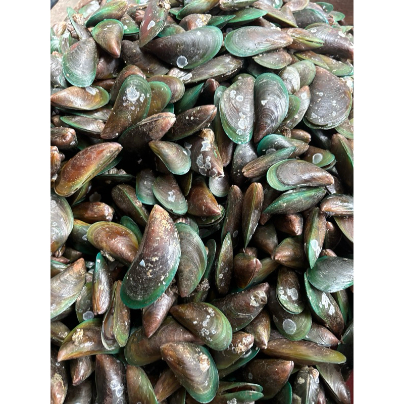 

KERANG HIJAU HIDUP CAMPUR SEDANG KECIL 1kg