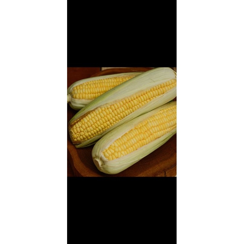 

jagung manis