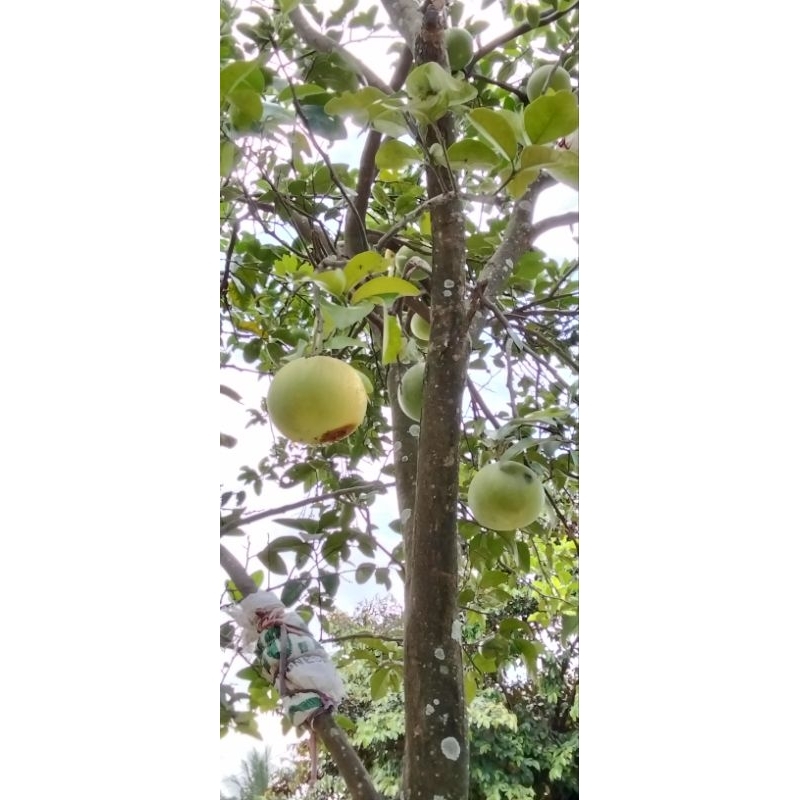 

jeruk bali putih 1kg