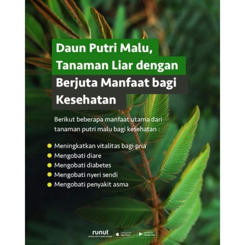 

Daun Putri Malu Segar 250 grm Rumput Putri Malu / Bunga Putri Malu Ready daun putri malu tanaman herbal dikirim daun dan batang