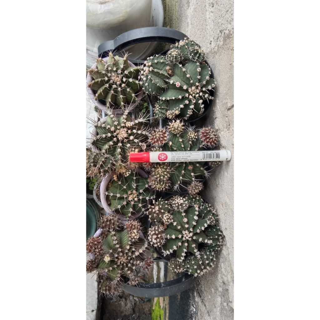 Kaktus JUMBO LB & Miha, Kaktus Hidup Gymnolycium untuk dekorasi rumah siap berbunga