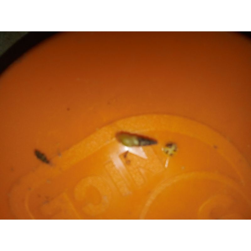 

siput terkecil/siput terlangka