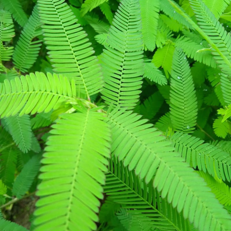 

rumput ali musa segarr asli pegunugan