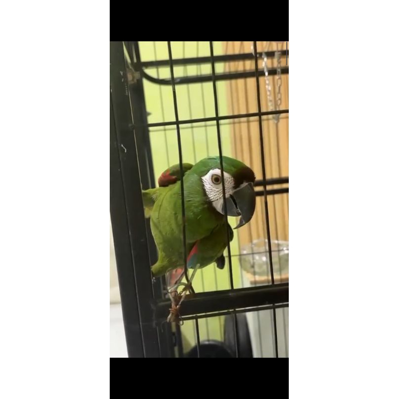 di jual hewan burung severe macaw jinak