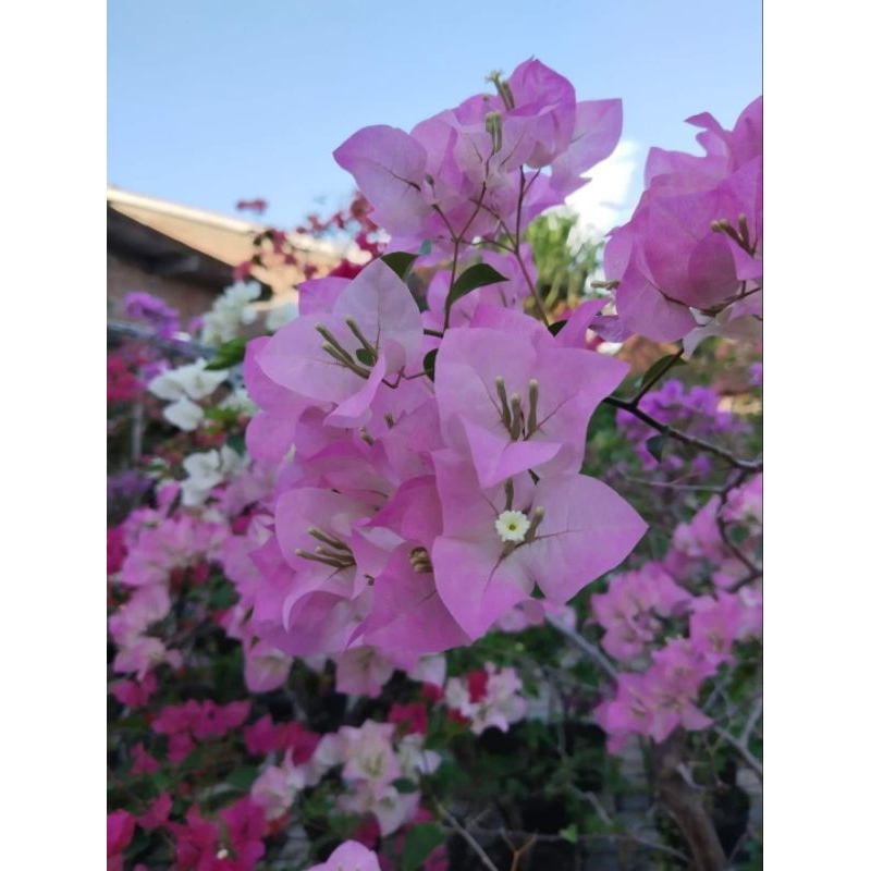 bougenville bengawan solo