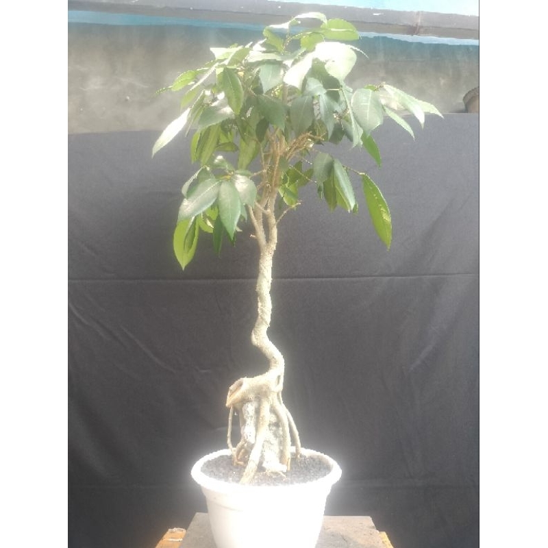 Bonsai amplas putih