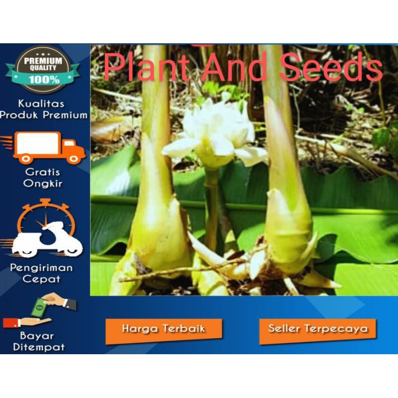 BIBIT HONJE/KECOMBRANG BUNGA WARNA PUTIH langka