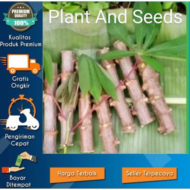 15 POHON BIBIT SINGKONG MANGGU