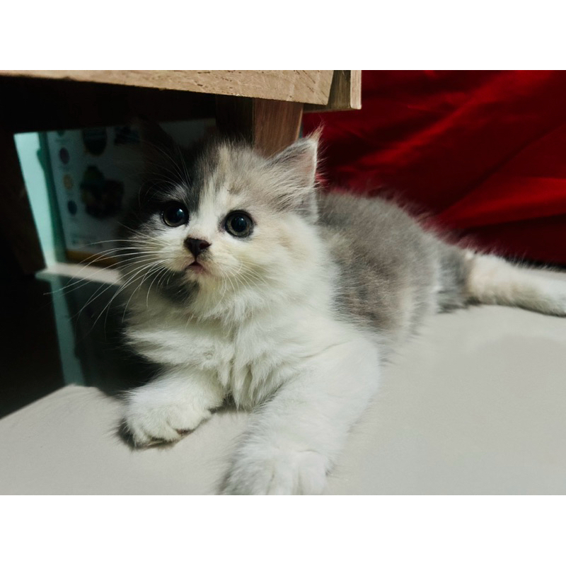 Adopsi Kucing Persia Betina