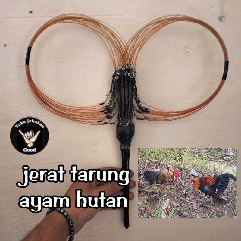 JERAT AYAM HUTAN 30 LOBANG