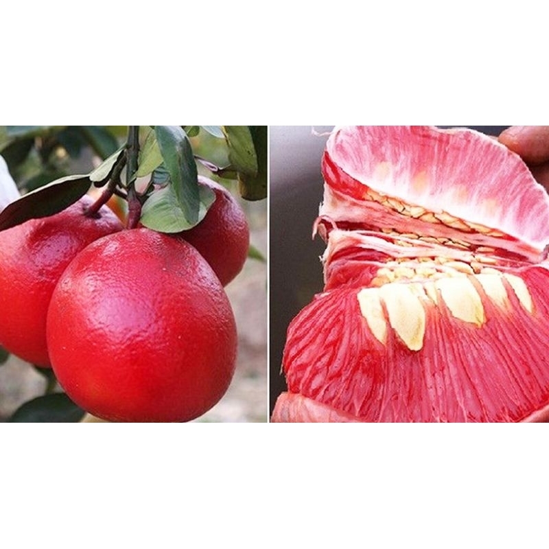 bibit red pamelo