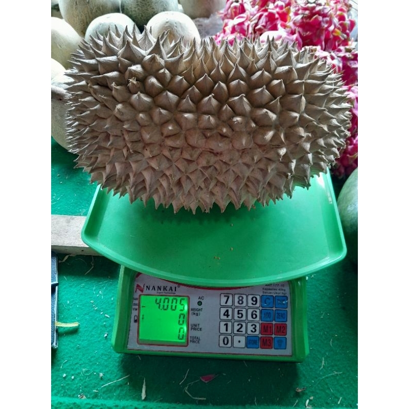 

durian cengal bogor