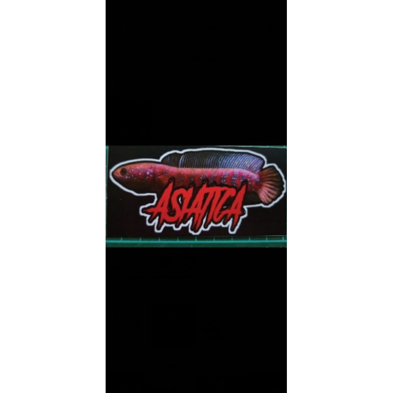 Stiker asiatica kalimaya