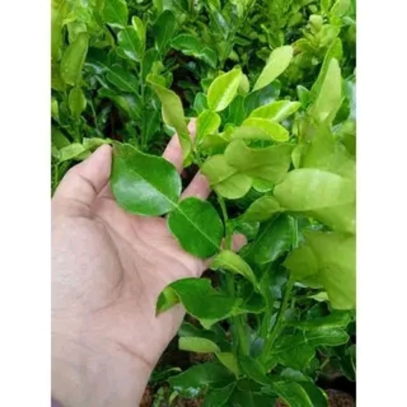 

daun jeruk purut untuk memasak harga perpack fresh dan hijau 50 gram