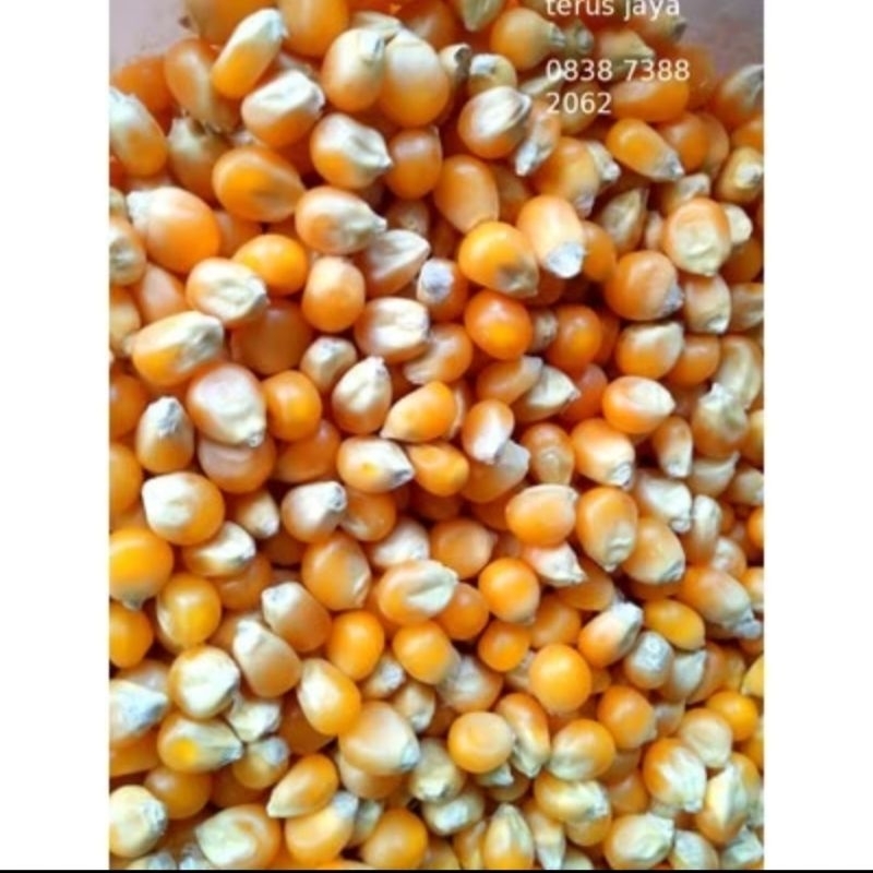 

Popcorn Mentah Mushroom 1Kg Jumbo Mushroom Kiloan
