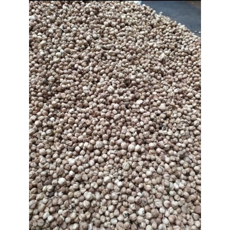 

Kapolaga kering lokal / 100 gram