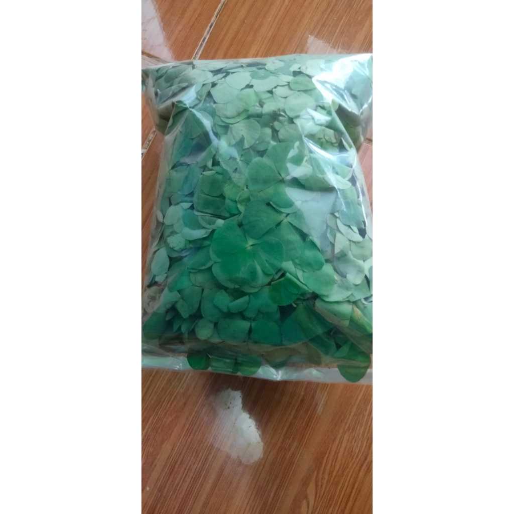 

Daun Semanggi 250 Gram Semanggen Segar Baru Petik