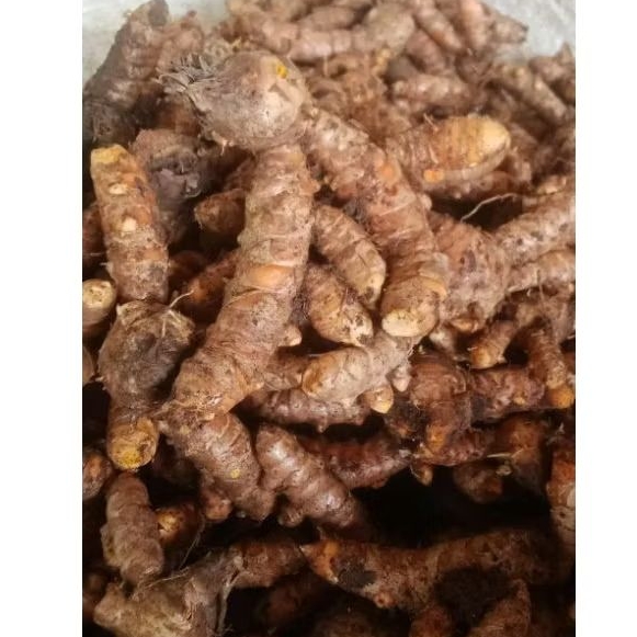 

Kunyit segar paket 5kg